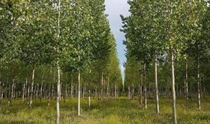 plantación de chopos