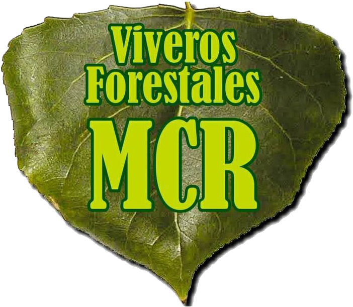 Viveros MCR producción de planta de chopo