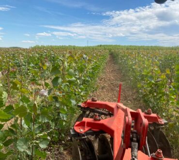 arando vivero chopos