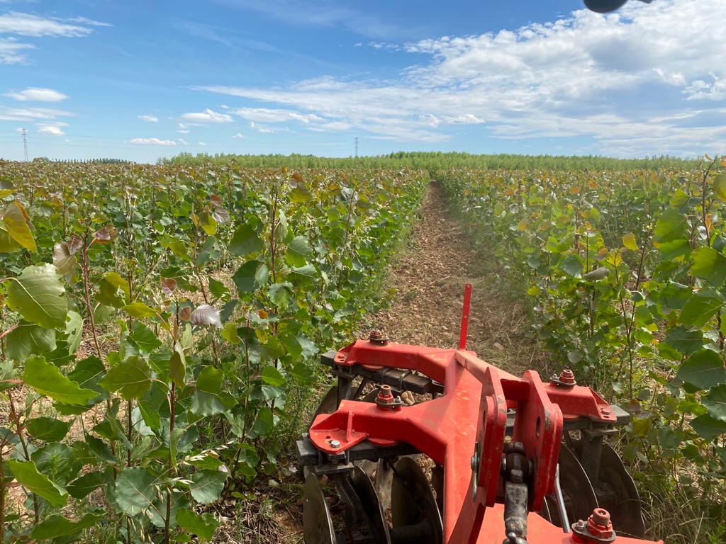 arando vivero chopos