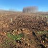 Nueva plantación de chopos 2023