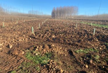 Nueva plantación de chopos 2023