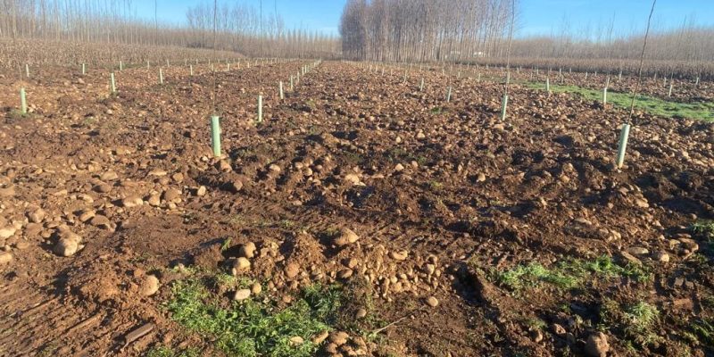 Nueva plantación de chopos 2023