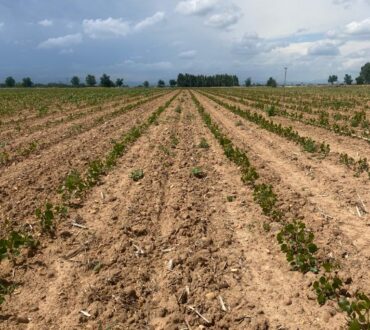 vivero de chopos