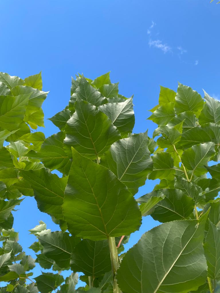 vivero-plantas-chopo.jpg