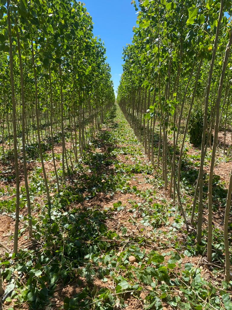 venta de plantas en el vivero